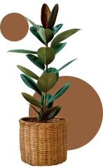 planta